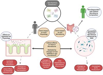 Non-nutritive sweeteners and their impacts on the gut microbiome and host physiology